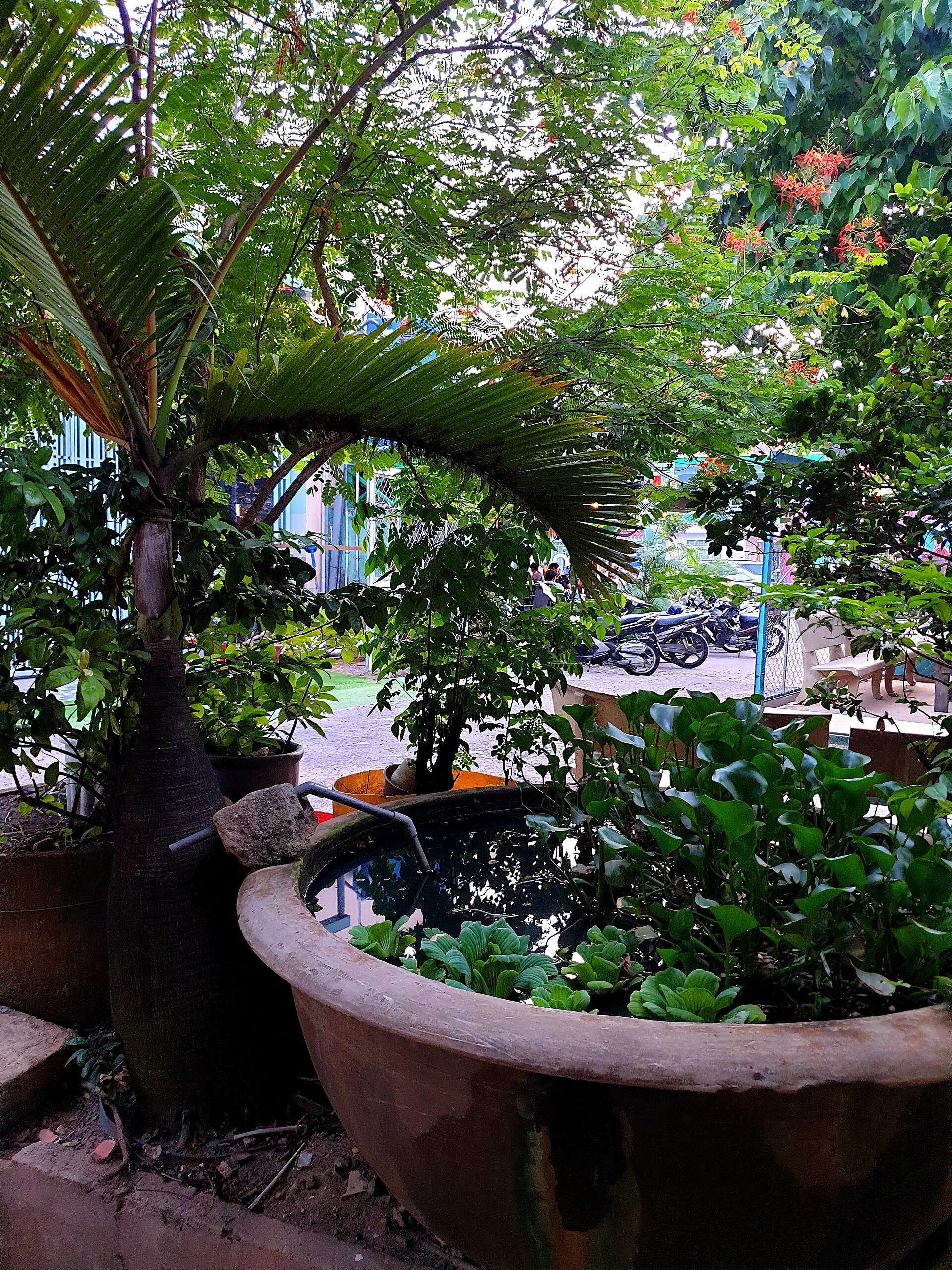 Chùa Vạn Phước, Tân Phú (cây kiểng) (2)