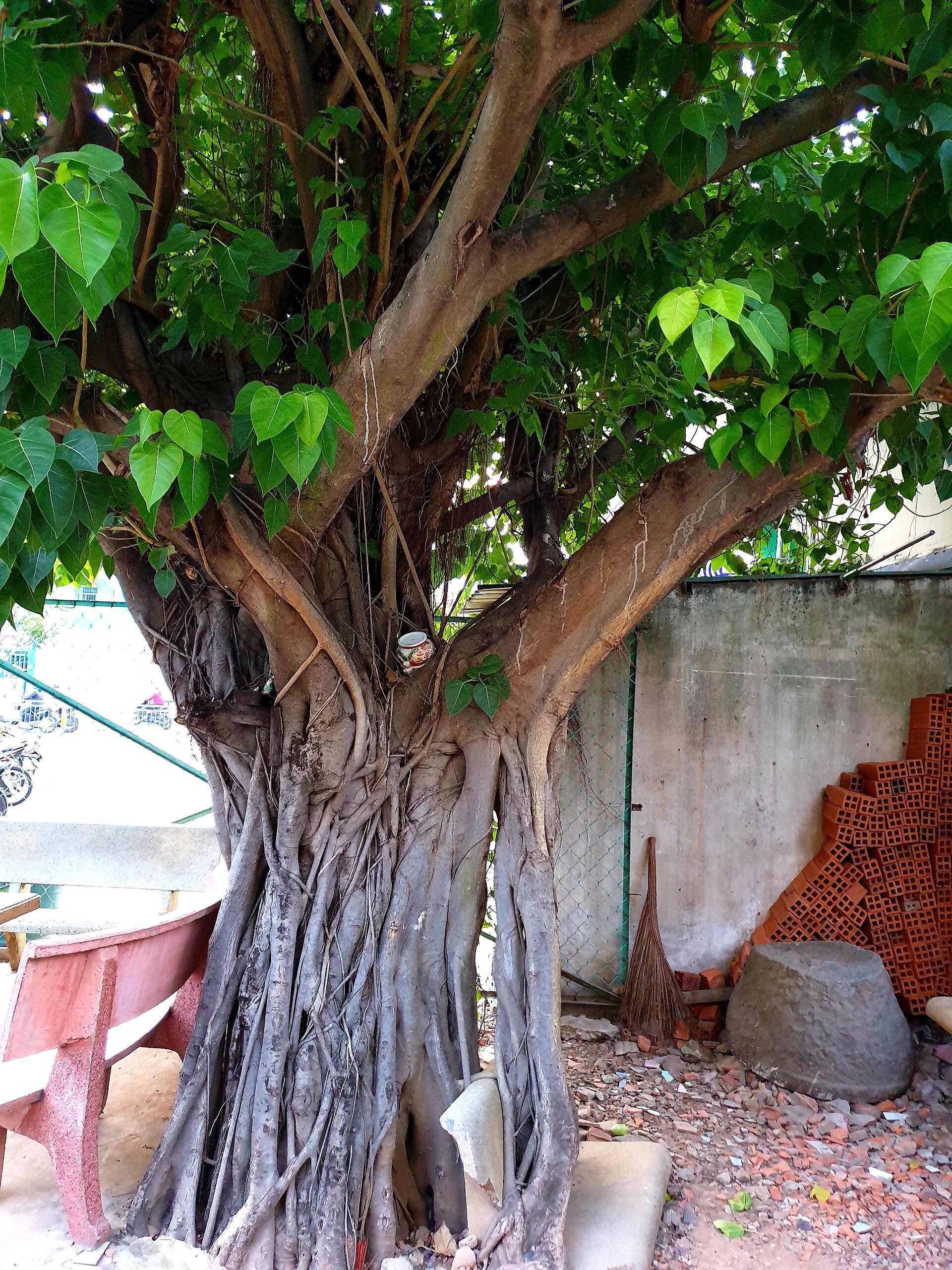 Chùa Vạn Phước, Tân Phú (cây đa) (2)