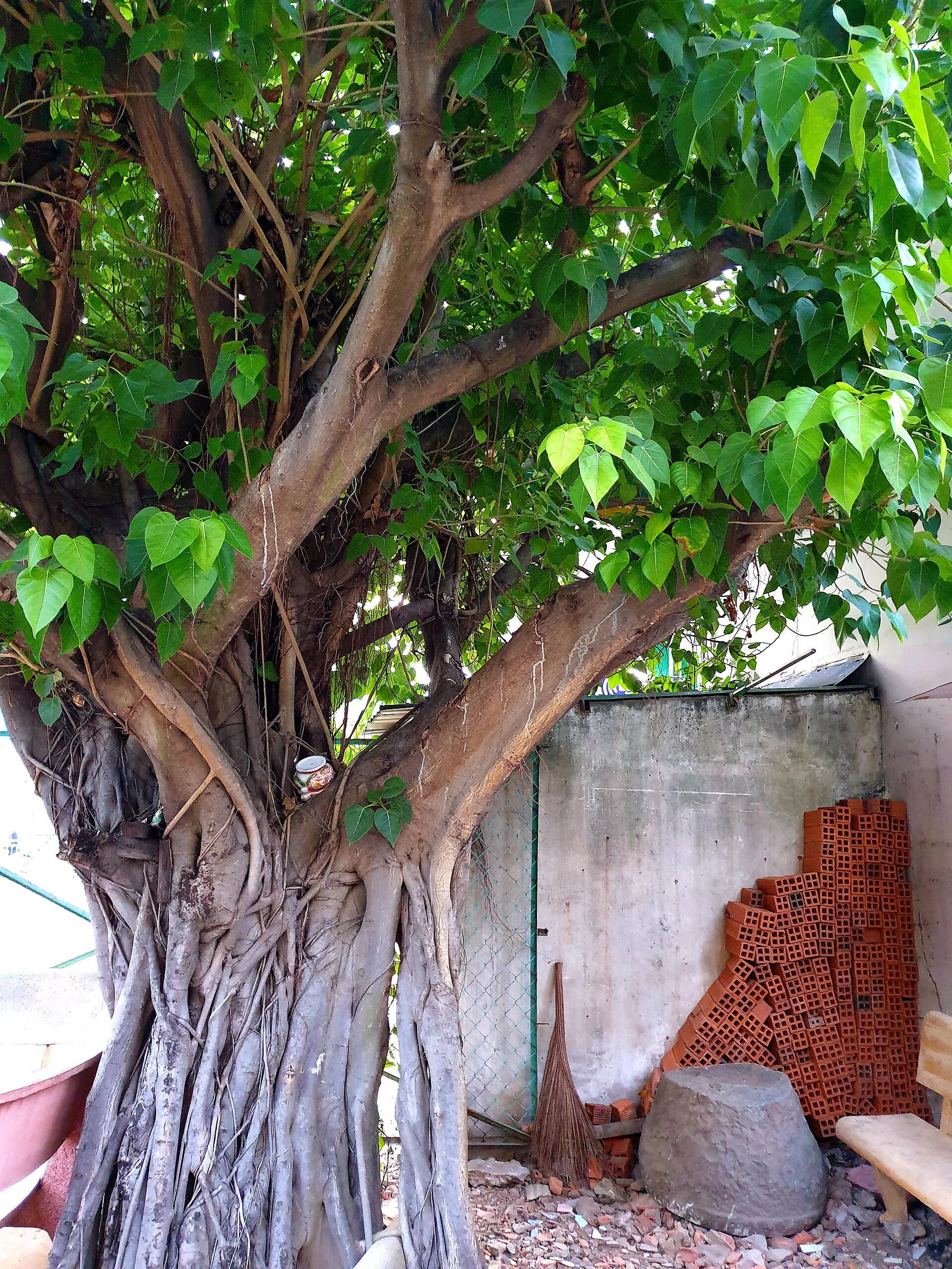 Chùa Vạn Phước, Tân Phú (cây đa) (1)