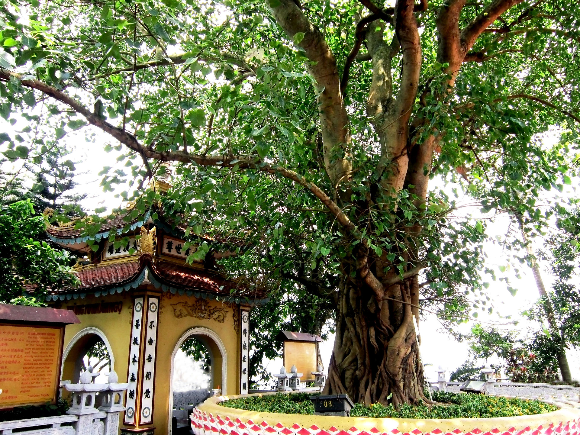 Cây bồ đề chùa Trấn Quốc