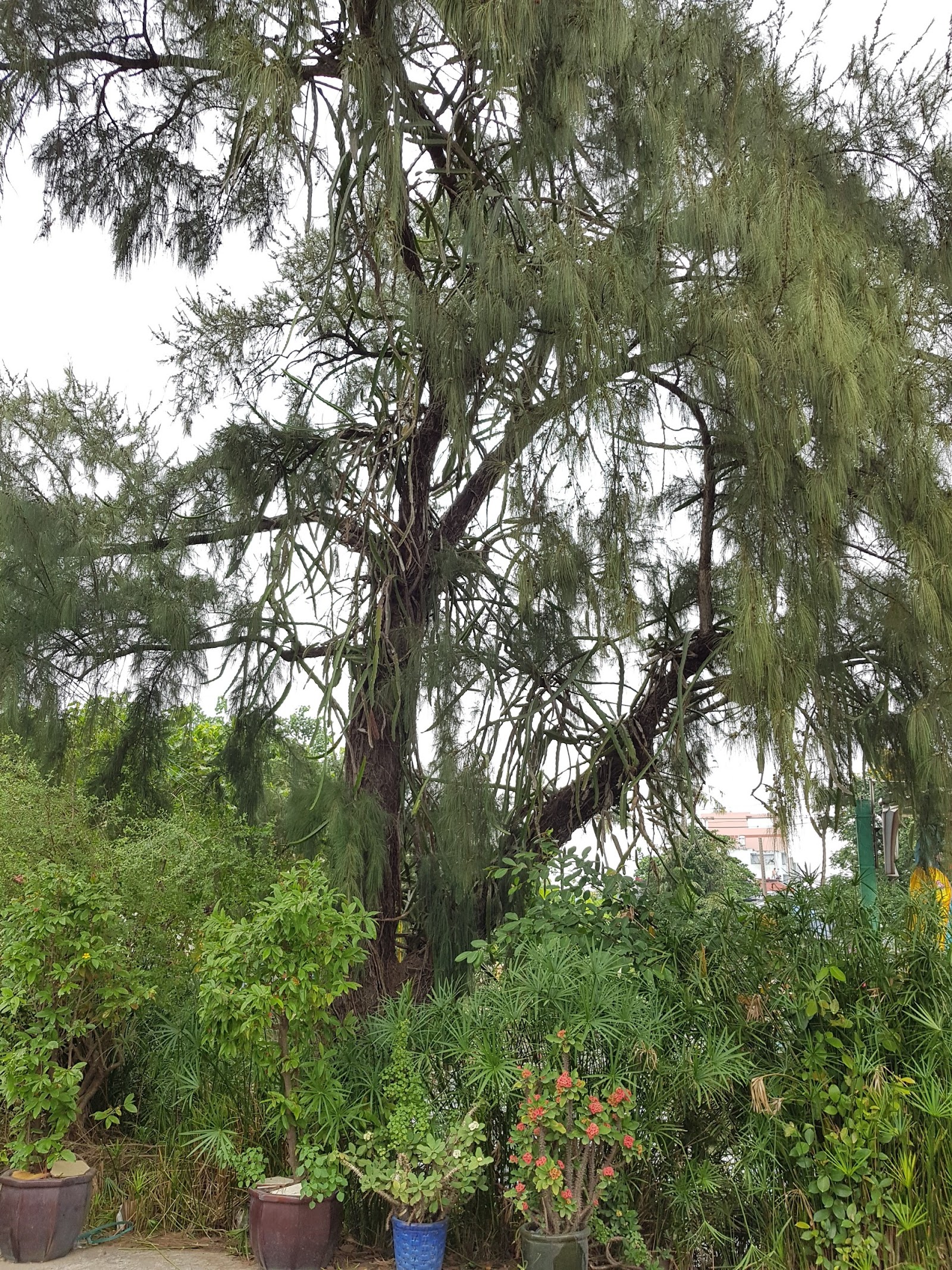 Chùa Định Lâm