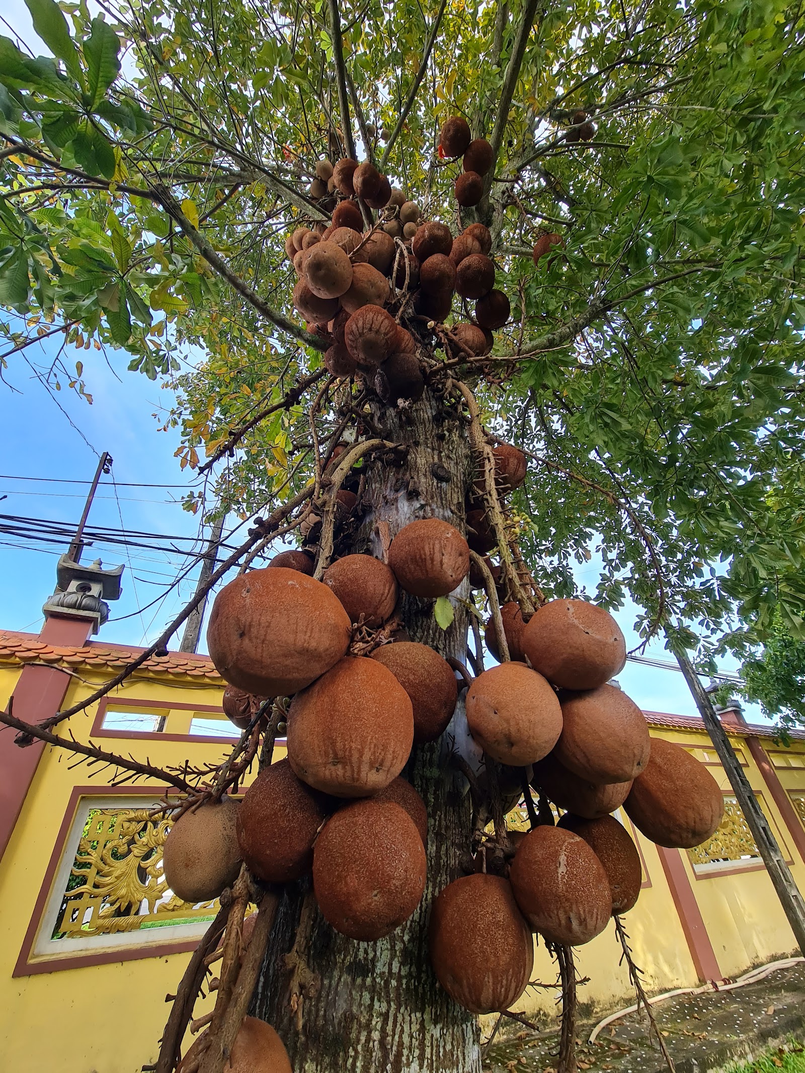 Chùa Hạnh Lâm
