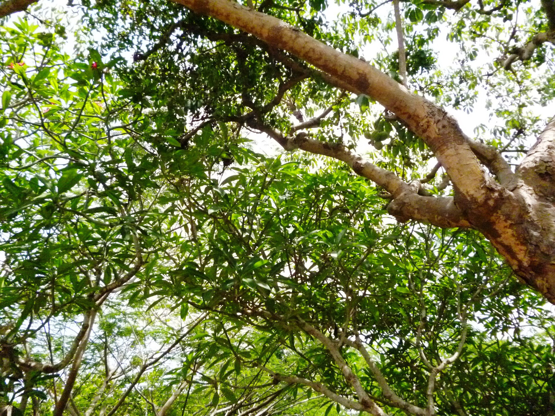 Chùa Thiền Lâm Tự, Vũng Tàu (vườn lộc uyển), ngày 19 tháng 5 năm 2014 (11)