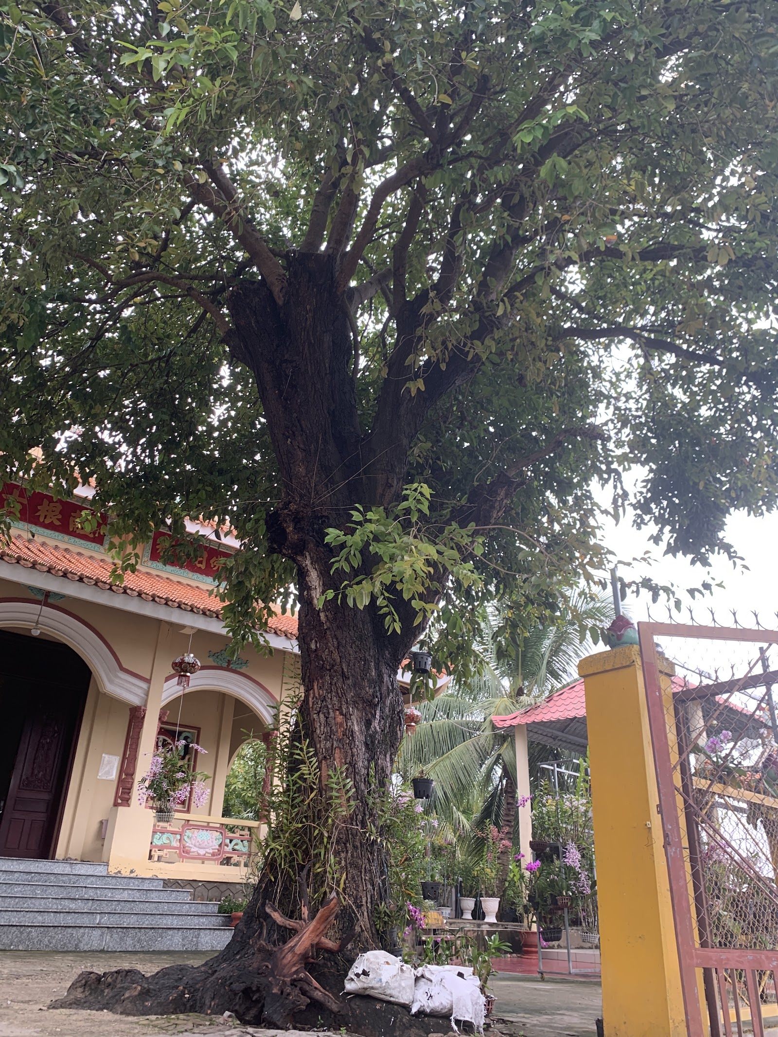 Chùa Năm Căn Cổ Tự