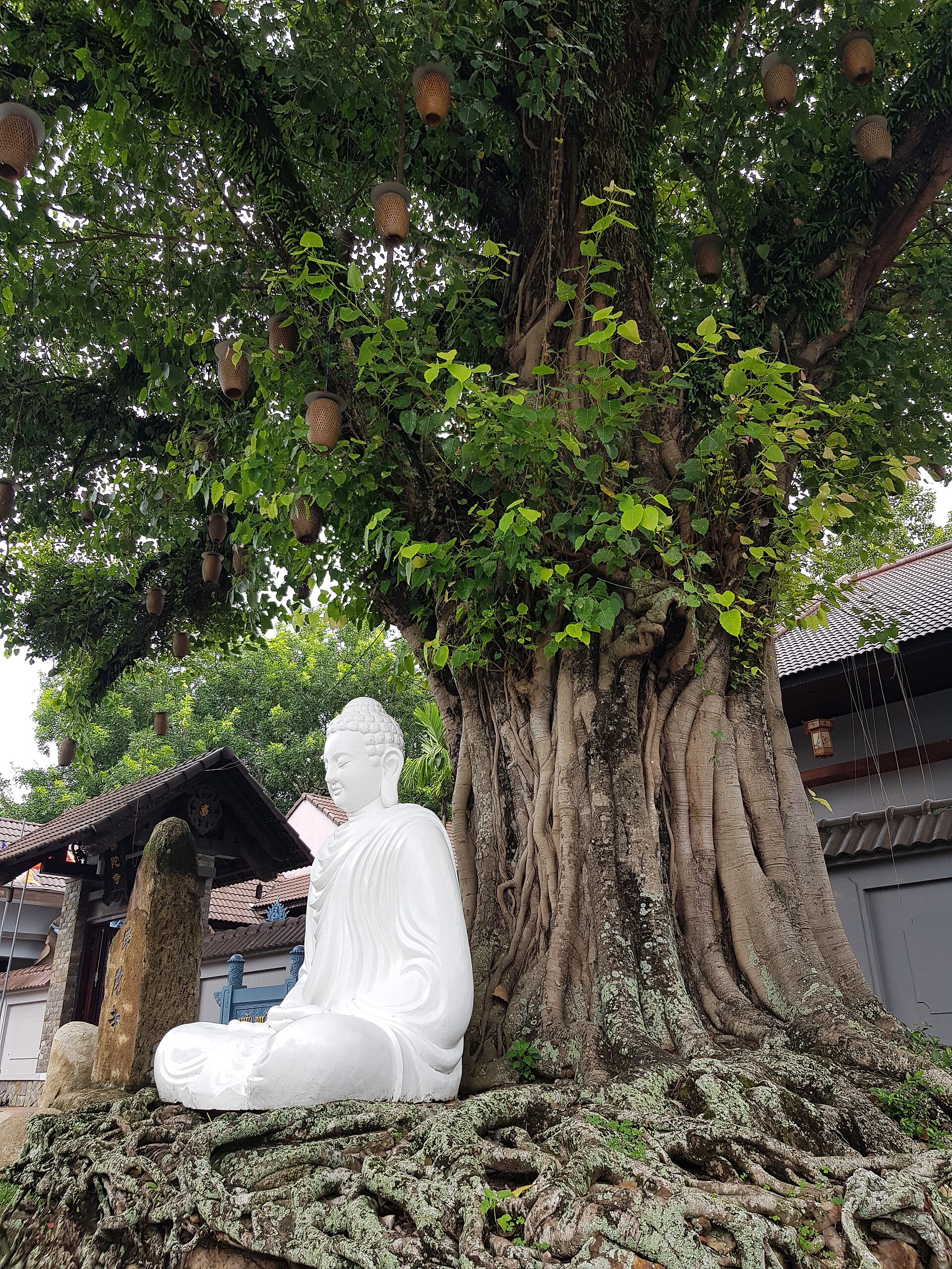 Chùa Phật Đà - Hà Tiên (52351871552)