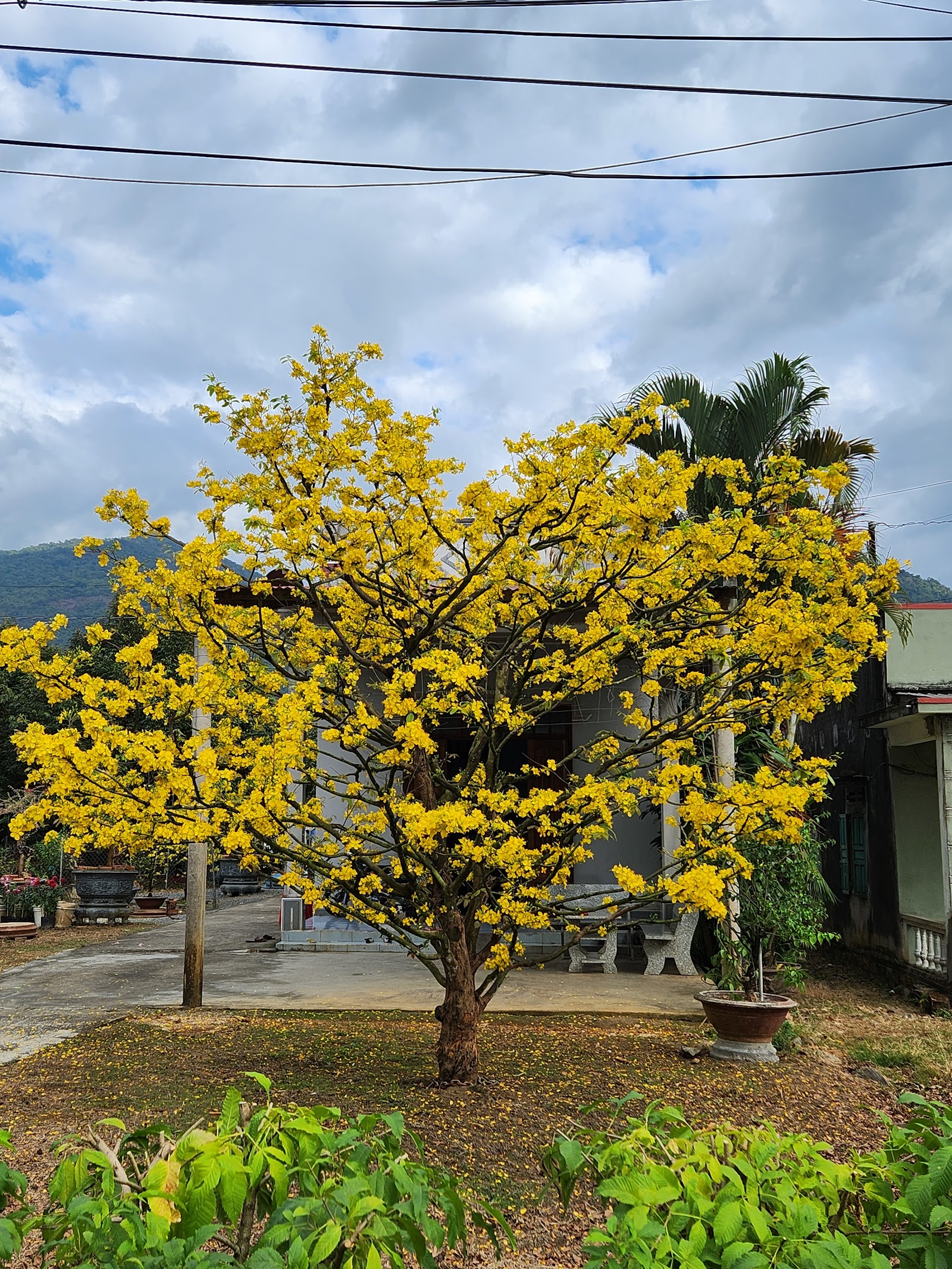Chùa Phổ Phước