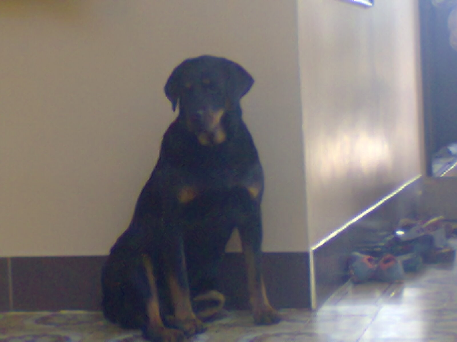 A Rottweiler at Truc Lam Monastery, Da Lat, Vietnam
